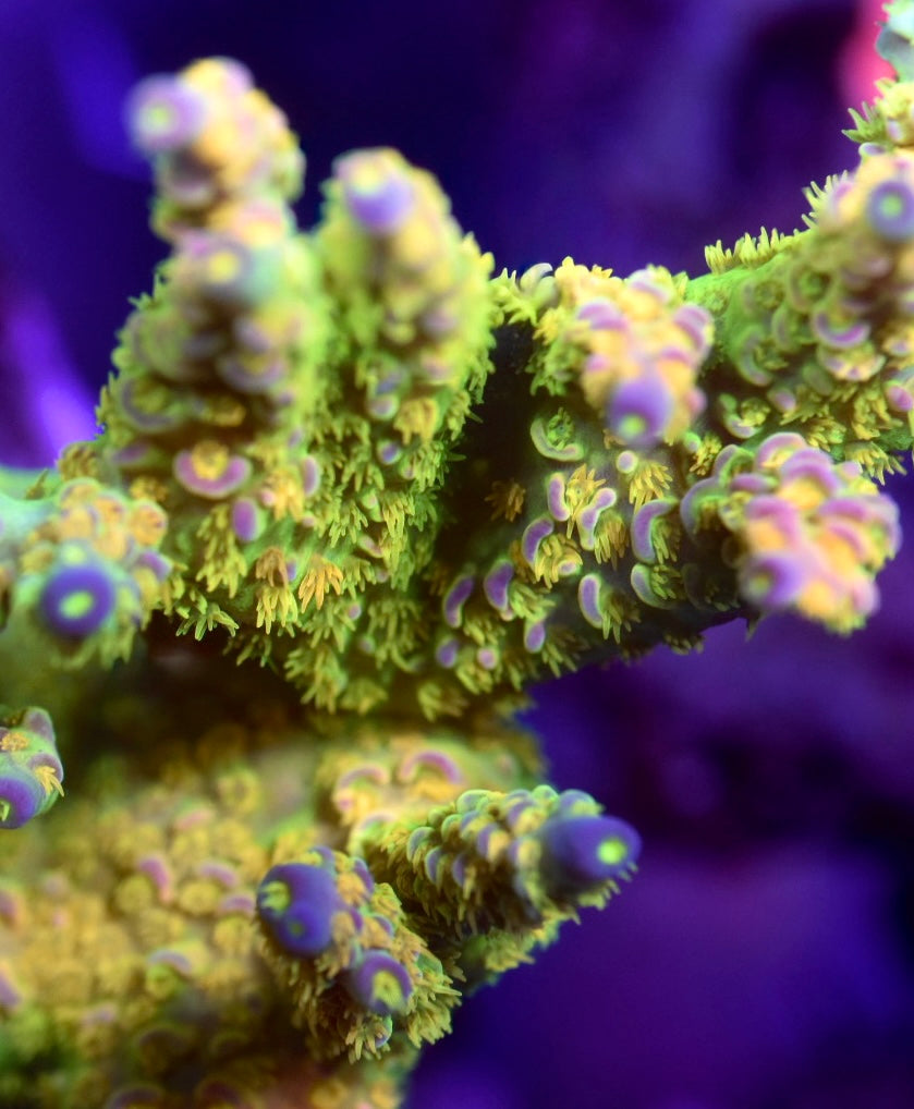 WYSIWYG Walt Disney ACropora Colony 4" (INSANE!)
