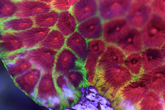WYSIWYG Yin and Yang Grafted Rainbow Favia Colony 3.5" (CRAZY!)