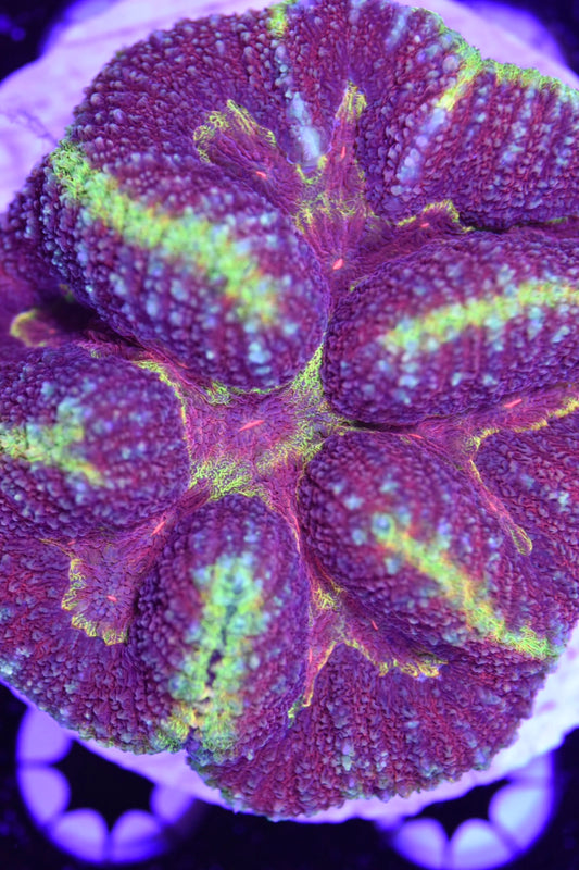 WYSIWYG Yellow Jacket Rainbow Symphyllia 3.5" (WOW!)