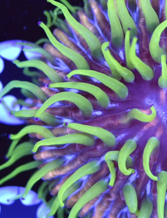 WYSIWYG Citrus Sky Fungia Plate 2" (CRAZY!)