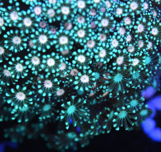 WYSIWYG XL Triple Threat Alveopora Colony 4" (CRAZY!)