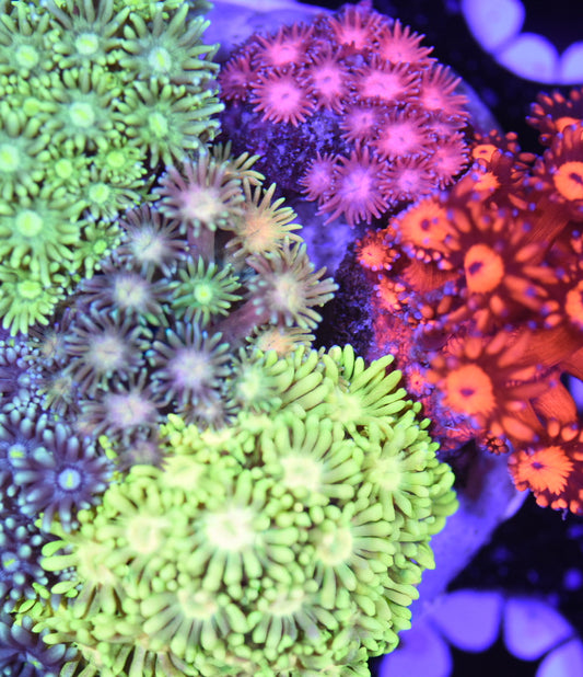 WYSIWYG Incredible Mixed Goniopora Colony 4" (INSANE!)