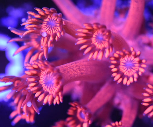 WYSIWYG Firestorm Goniopora 2" (BRIGHT!)