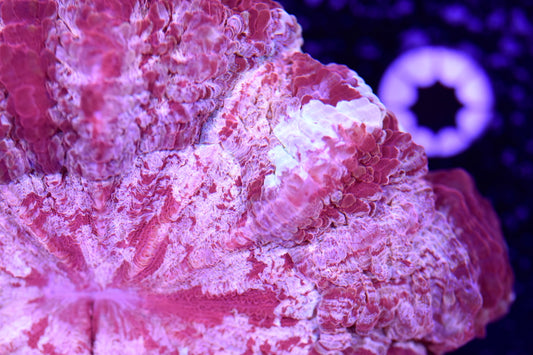 WYSIWYG Rainbow Berry Acanthophyllia 4.5" (UNIQUE!)