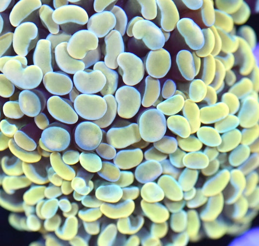 WYSIWYG Mixed Hammer Colony 3.5" (Rainbow Gold/ Willy Wonka)