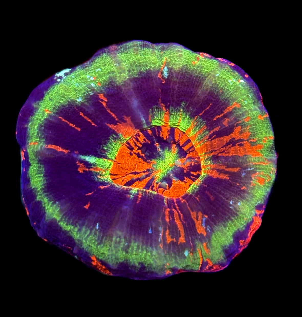 WYSIWYG Master Scolymia 2" (INSANE!)