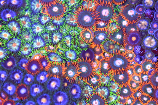 WYSIWYG XXL Mixed Zoanthid Colony 4.5" (WOW!)