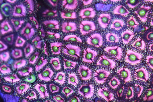 WYSIWYG XXL Pink Energizer Bunny Zoanthid Colony 4.5" (WOW!)