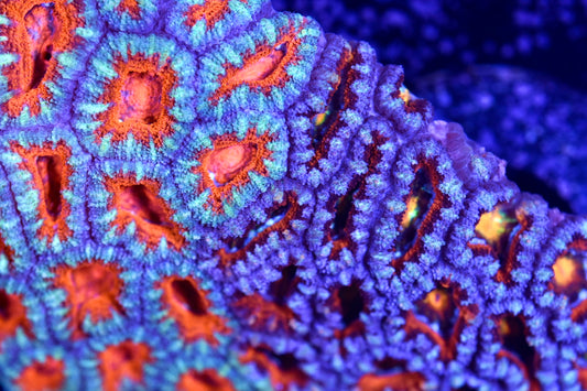 WYSIWYG XXL Grafted Rainbow Acan Lord Colony 5.5" (WOW!)