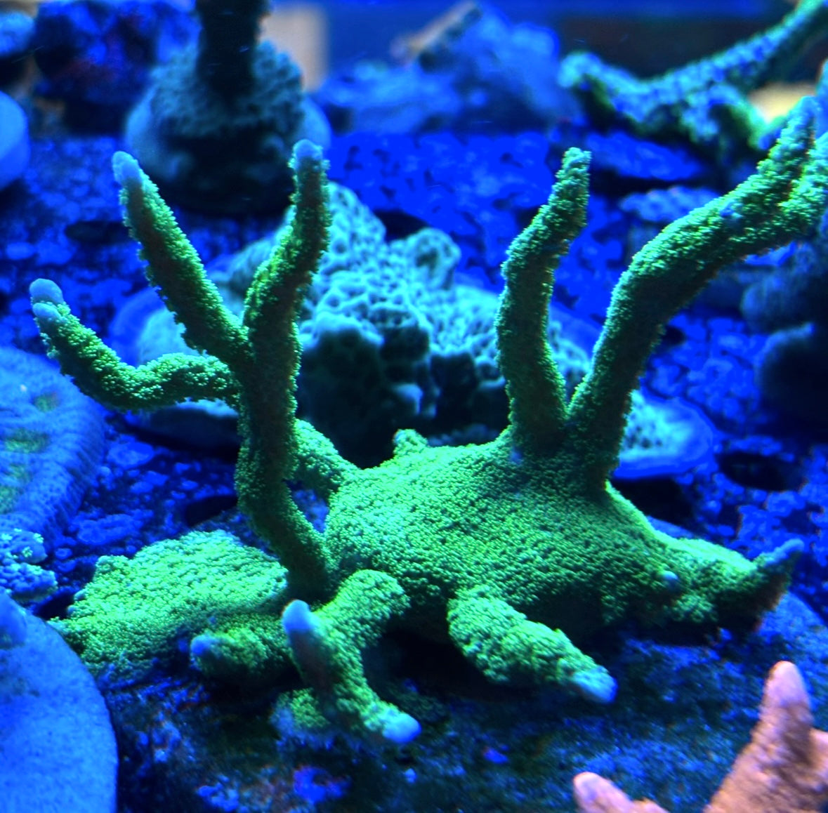 Green Montipora Digitata – GHI Corals