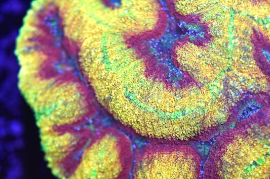 WYSIWYG Incredible Rainbow Symphyllia 5" (INSANE!)
