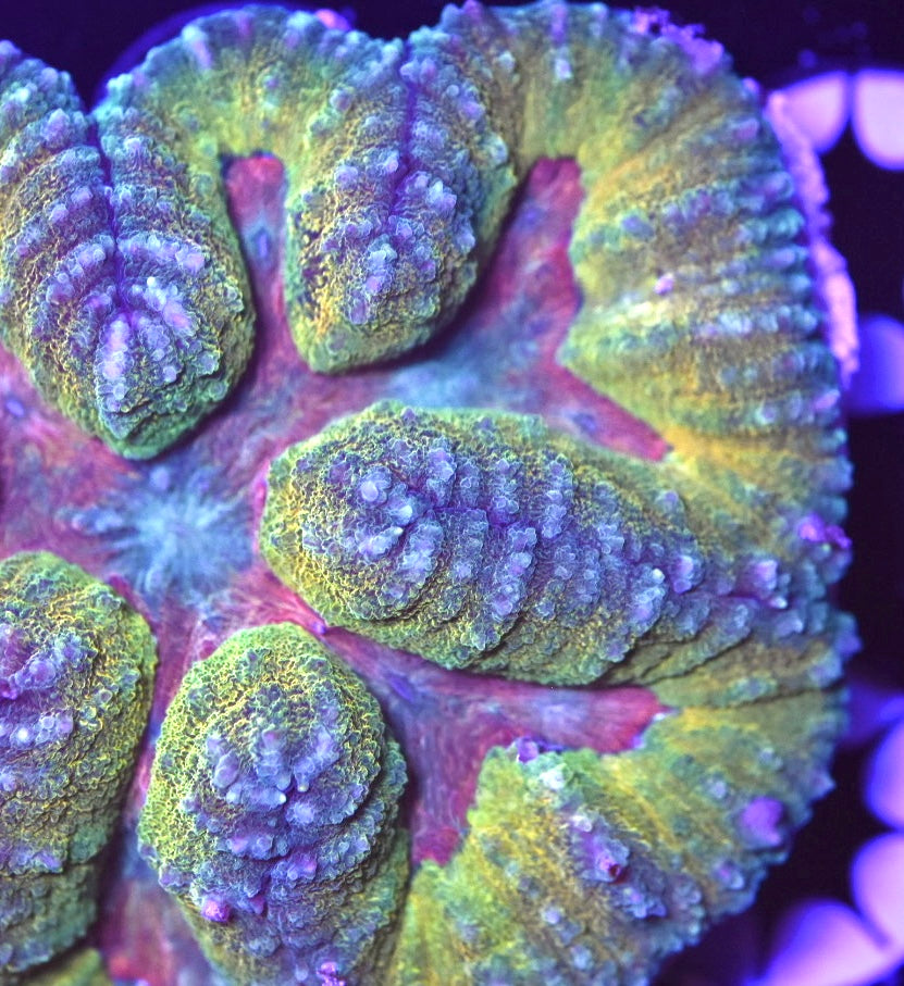 WYSIWYG Unique Rainbow Symphyllia 3.5"
