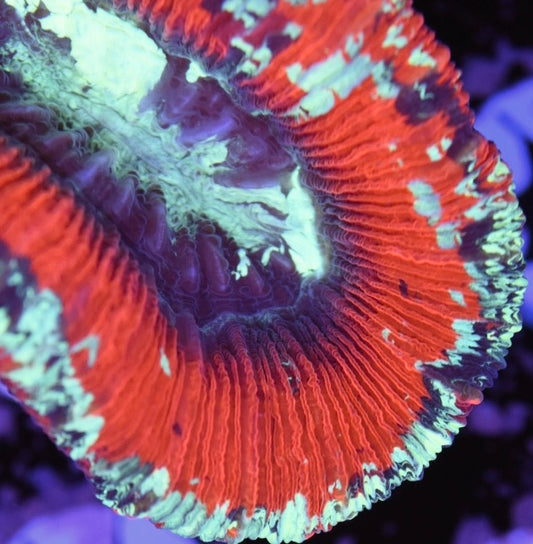 WYSIWYG Ultra Rainbow Trachyphyllia 2.5" (WOW!)