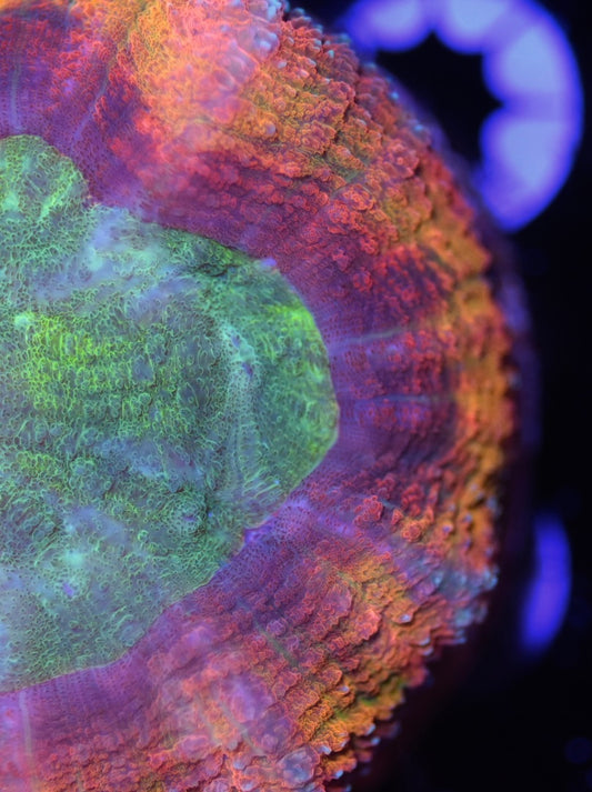 WYSIWYG Incredible Rainbow Lobophyllia 3" (UNIQUE!)