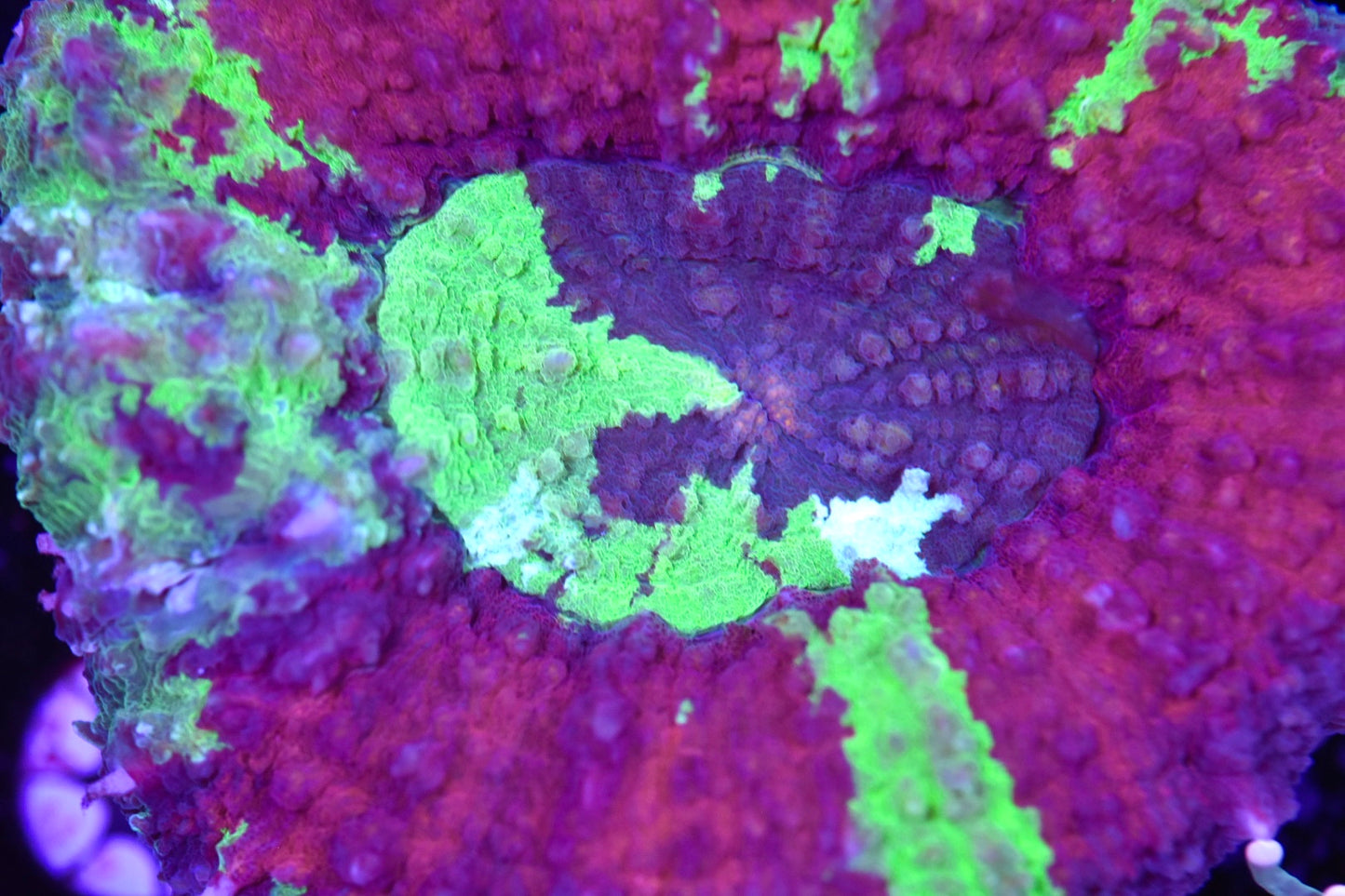 WYSIWYG Grafted Rainbow Lobophyllia 4.5" (CRAZY!)