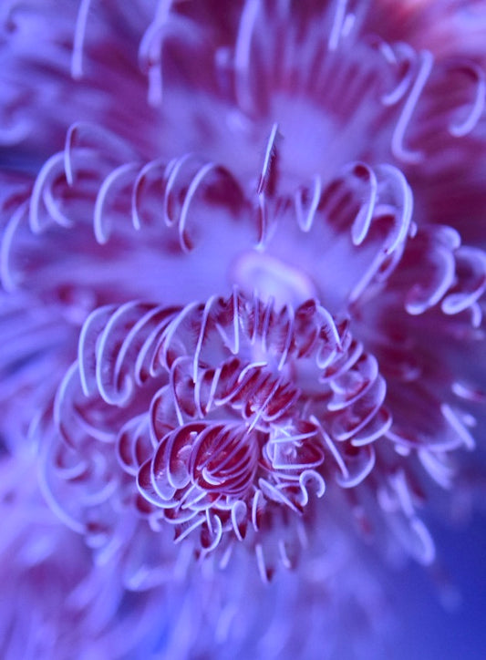 WYSIWYG CoCo Tube Worm 3"