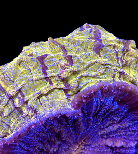 WYSIWYG Asian Rainbow Acanthophyllia 5" (RARE!)