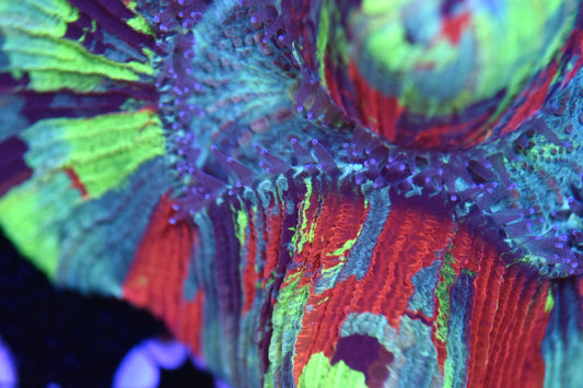 WYSIWYG Ultra Rainbow Trachyphyllia 4.5" (CRAZY!)