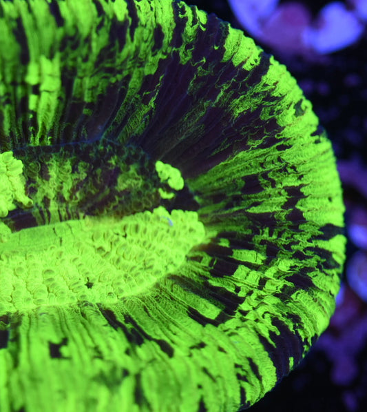 WYSIWYG Radioactive Trachyphyllia 2.5" (CRAZY BRIGHT!)