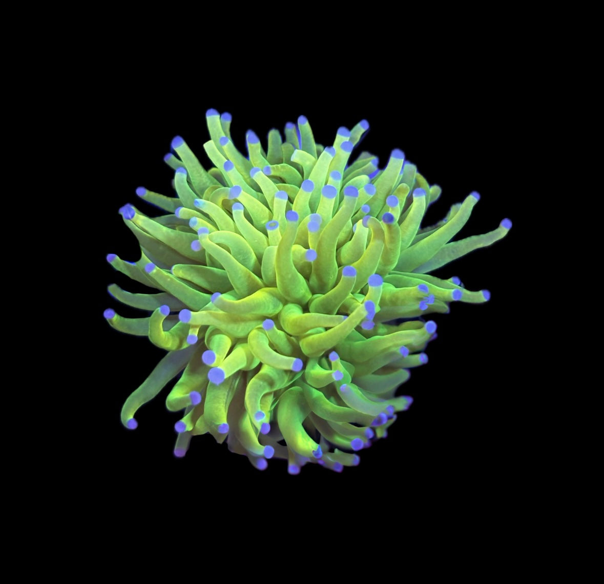 WYSIWYG Holy Grail Torch Coral 2.5" (BRIGHT!)