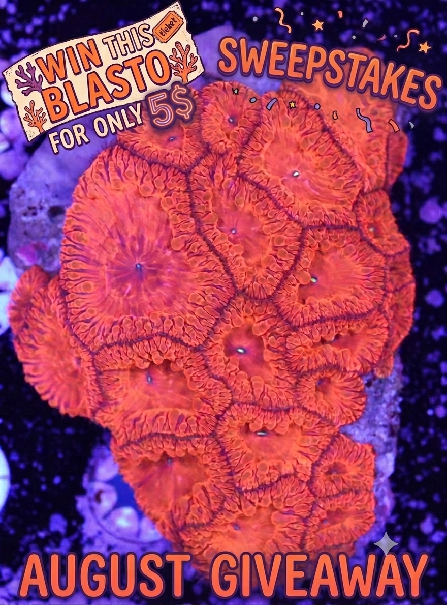 WYSIWYG GHI CORALS AUGUST SWEEPSTAKES/GIVEAWAY! DETAILS IN CAPTION!