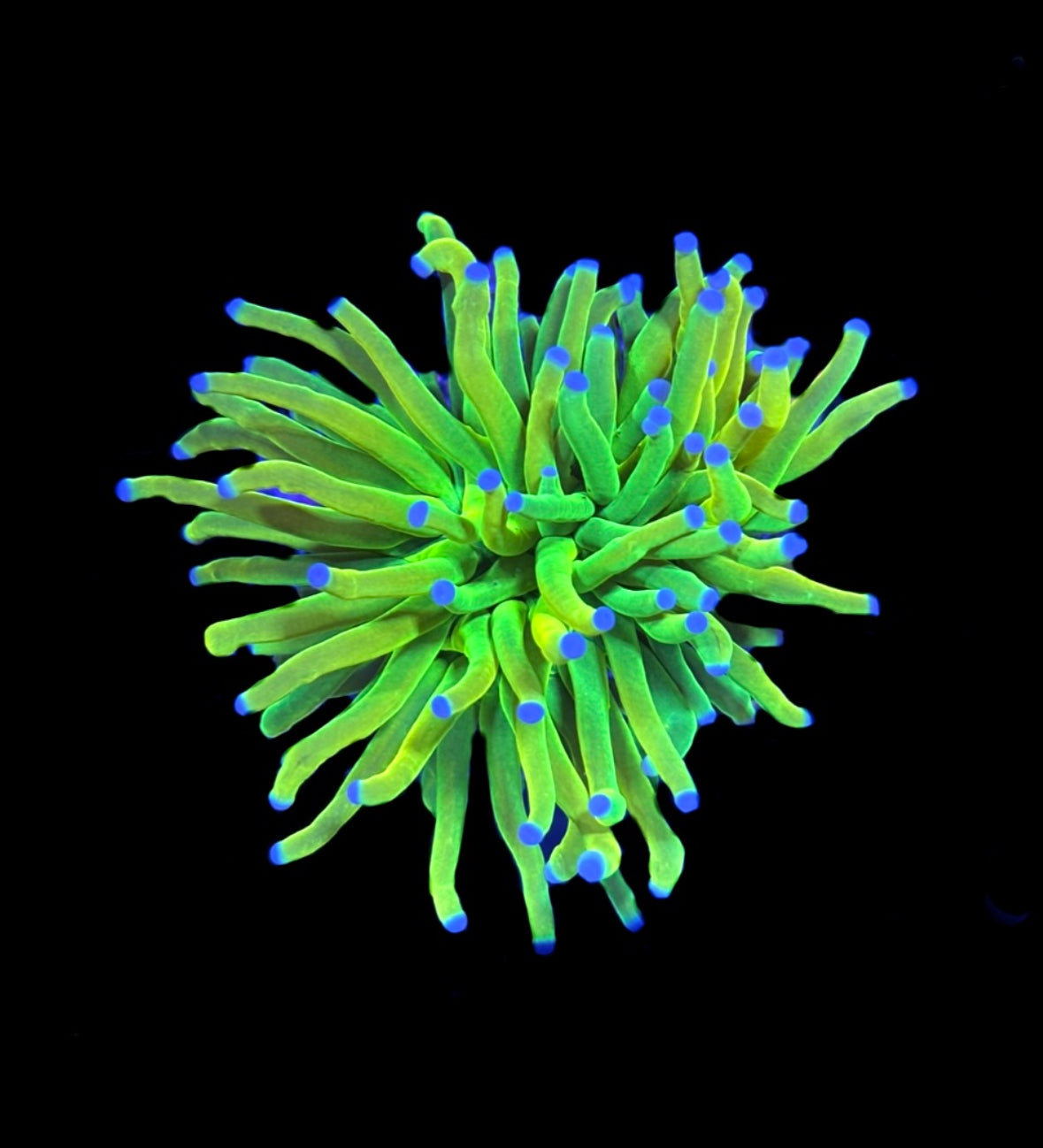 WYSIWYG Holy Grail Torch Coral 2.5" (BRIGHT!)