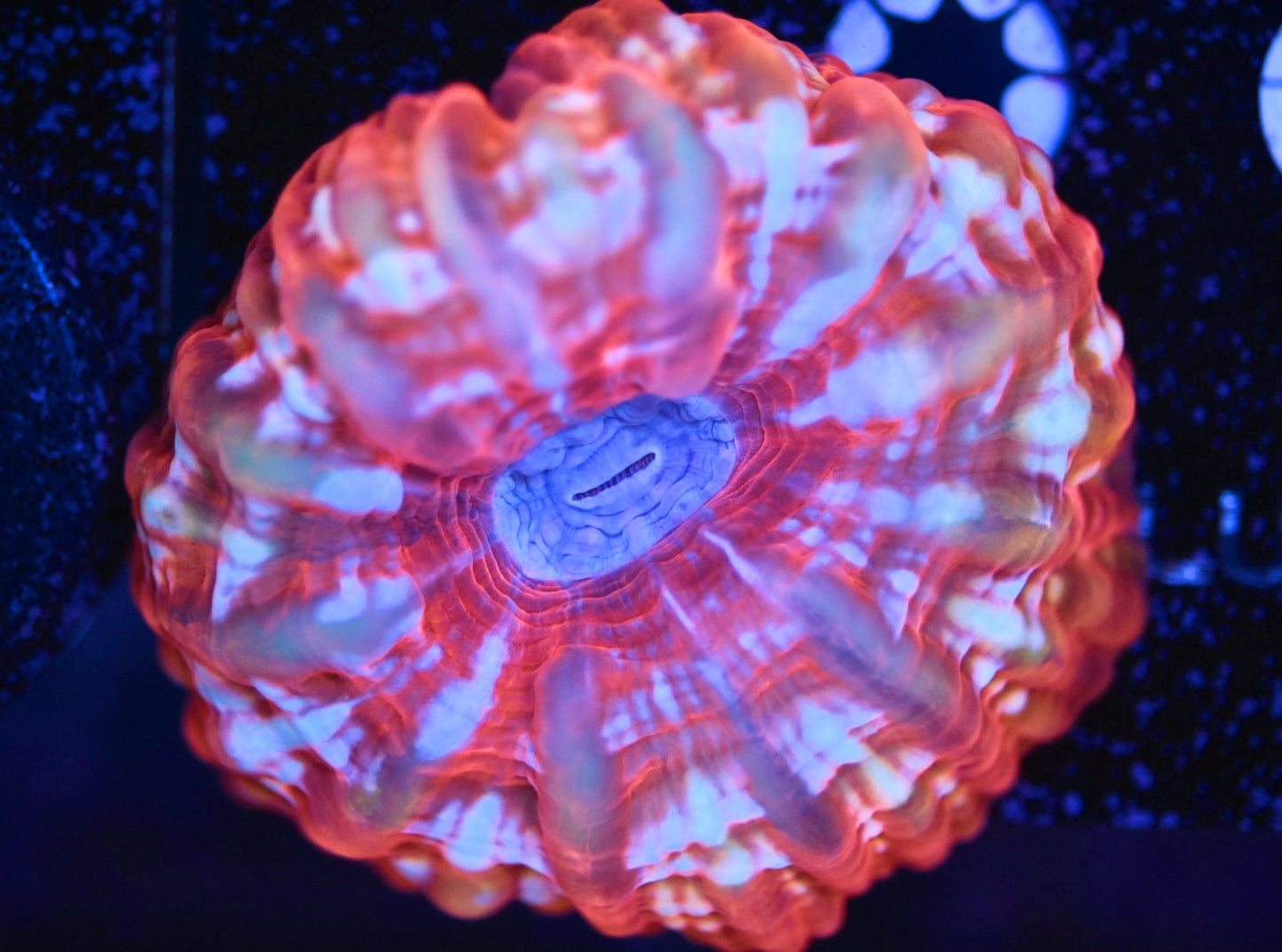 WYSIWYG Ultra Malaysian Rainbow Cynarina 3" (WOW!)