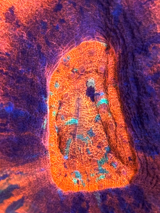 WYSIWYG Ultra Red UFO Scolymia 3" (INSANE!)