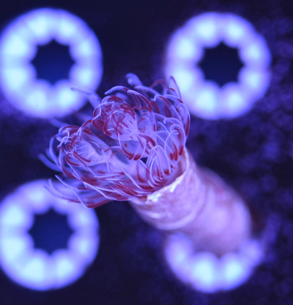 WYSIWYG CoCo Tube Worm 3"