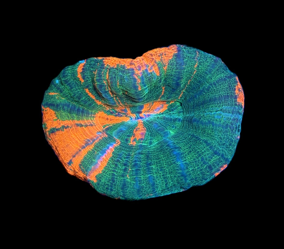 WYSIWYG Ultra Bleeding Apple Scolymia 3" (UNIQUE!)