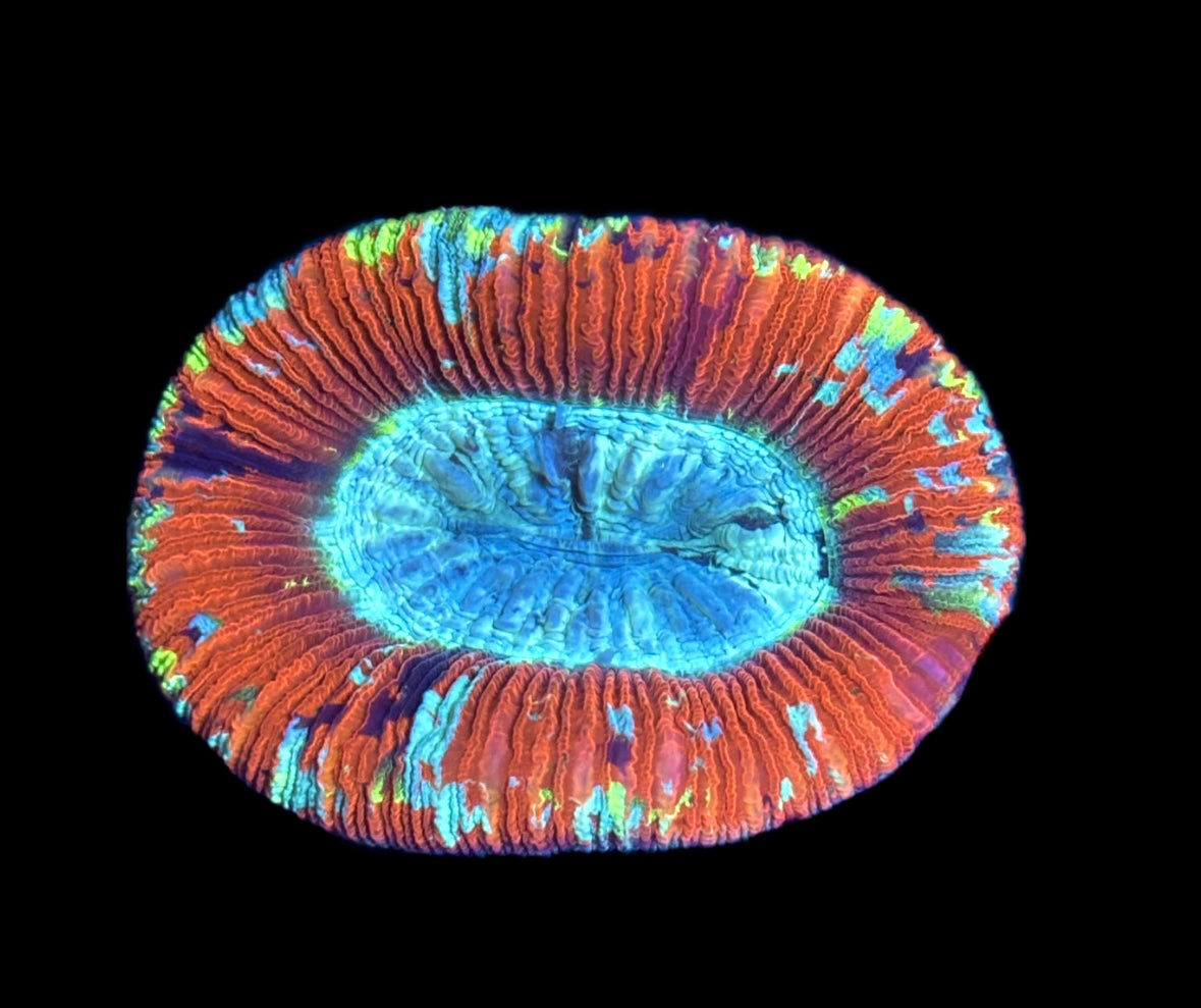 WYSIWYG Ultra Rainbow Trachyphyllia 2.5"