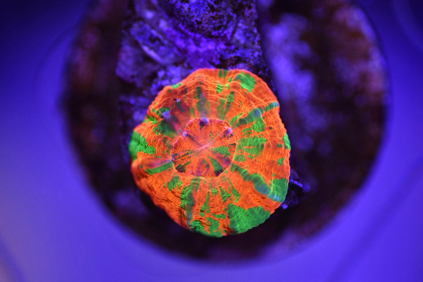 WYSIWYG 100% TANK SPAWNED Scolymia 0.5"