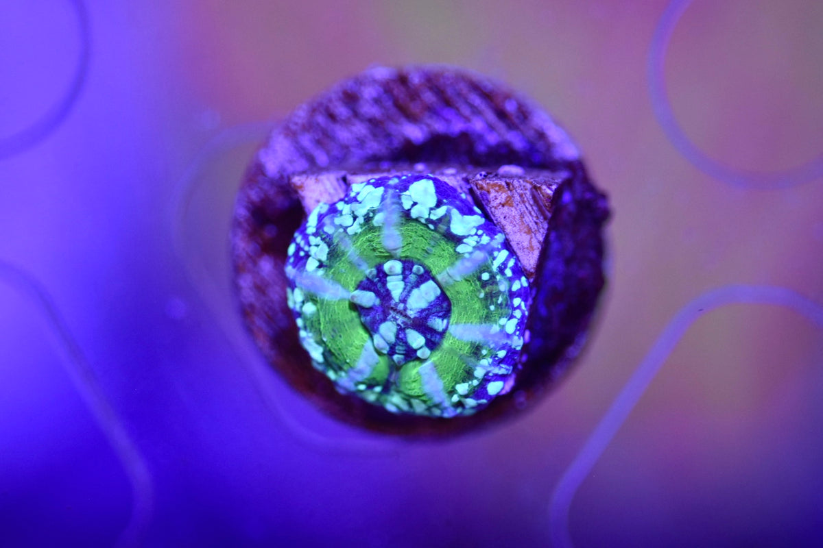 WYSIWYG 100% TANK SPAWNED Scolymia 0.5"