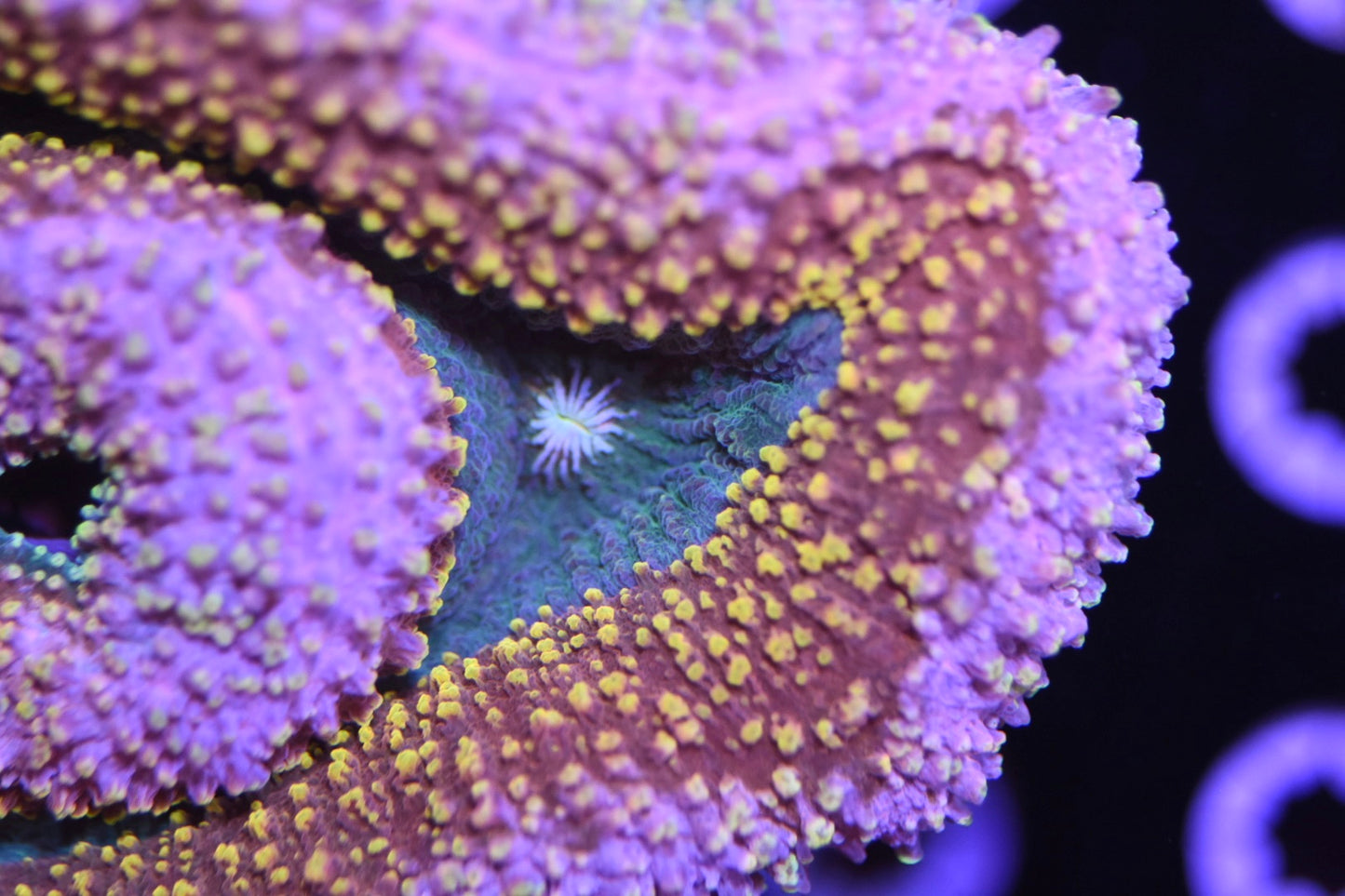 WYSIWYG Pink Stunner Rainbow Lobophyllia 5" (INSANE!)