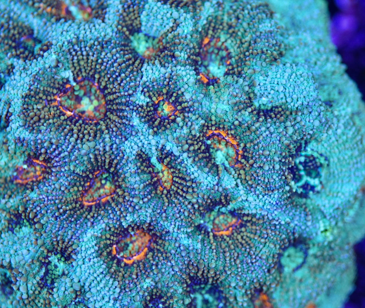 WYSIWYG Incredible Rainbow Acan Echinata Colony 3.5" (INSANE!)
