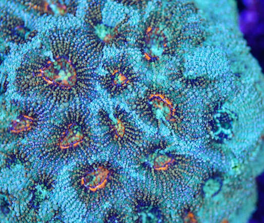 WYSIWYG Incredible Rainbow Acan Echinata Colony 3.5" (INSANE!)