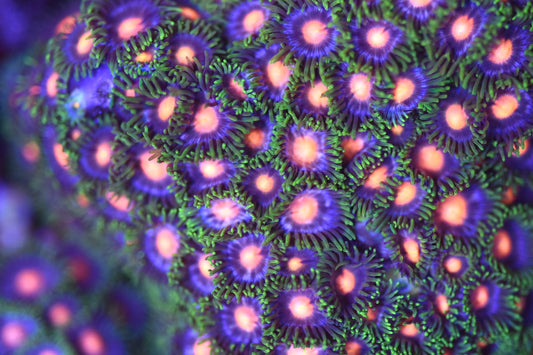 WYSIWYG XL Daisy Cutters Zoanthid Colony 4"