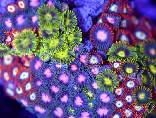 WYSIWYG XL Mixed Zoanthid Colony 4" (WOW!)