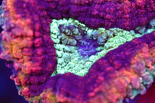 WYSIWYG Master Rainbow Symphyllia 4" (CRAZY!)