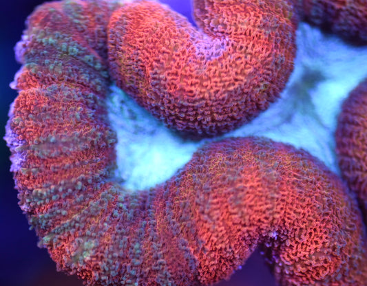 WYSIWYG Blue Center Rainbow Lobophyllia 3.5" (UNIQUE!)