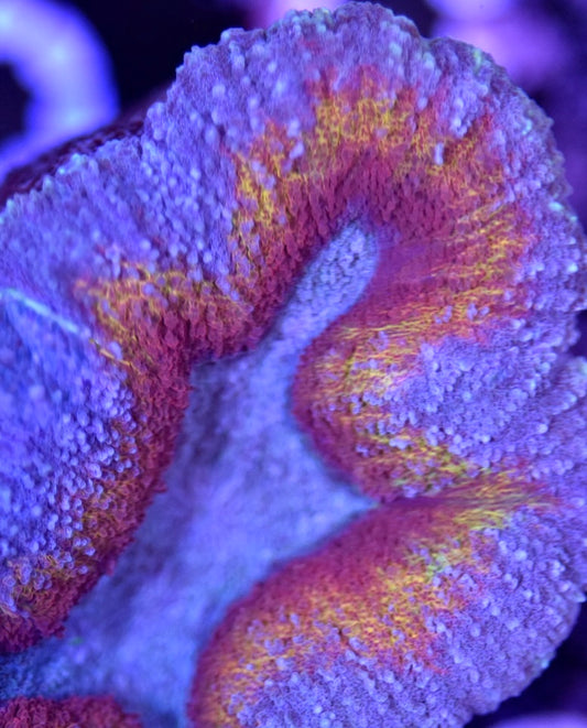 WYSIWYG Ultra Rainbow Lobophyllia 4"