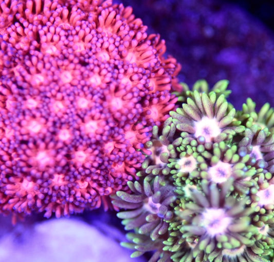 WYSIWYG Mixed Goniopora Mini Colony 3"