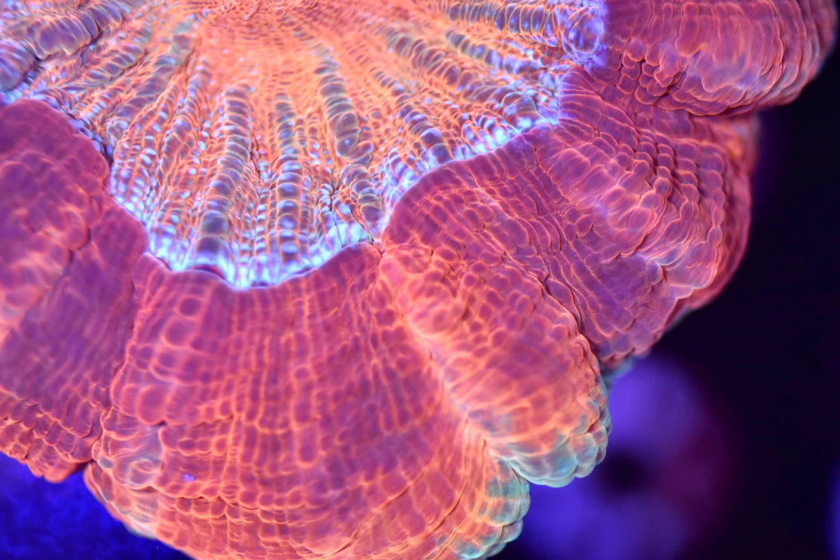WYSIWYG Ultra Rainbow Acanthophyllia 4" (UNIQUE!)