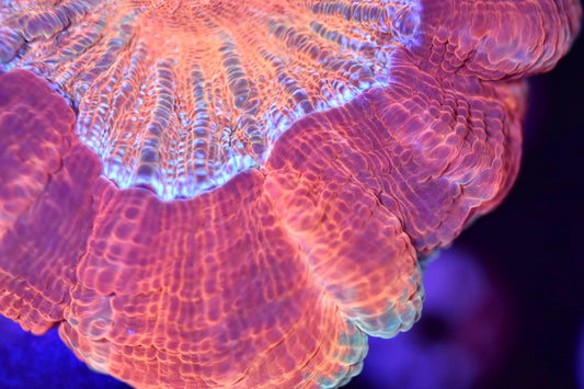 WYSIWYG Ultra Rainbow Acanthophyllia 4" (UNIQUE!)