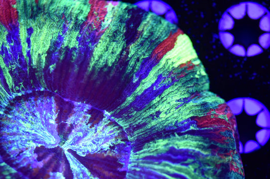 WYSIWYG Ultra Rainbow Trachyphyllia 4.5" (PERFECT!)