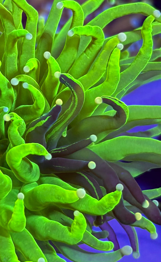 WYSIWYG Naturally Grafted Holy Grail Torch 3.5" (ONE OF A KIND!)