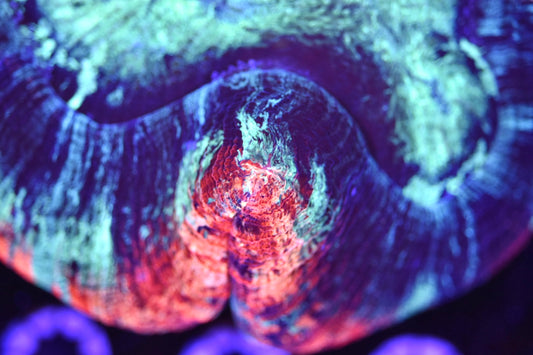 WYSIWYG Ultra Rainbow Trachyphyllia 5.5" (WOW!)