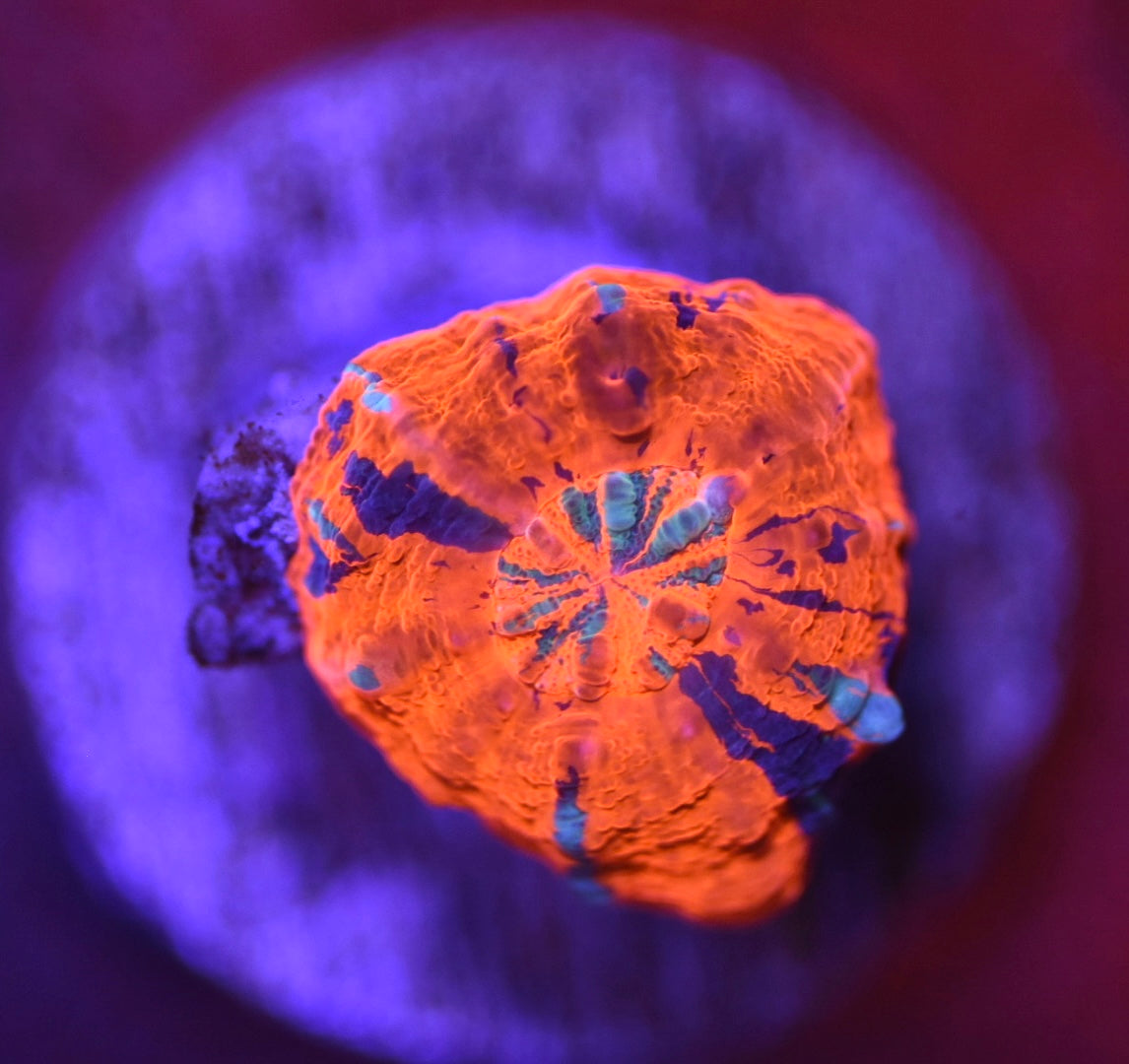 WYSIWYG 100% TANK SPAWNED Scolymia 0.5"