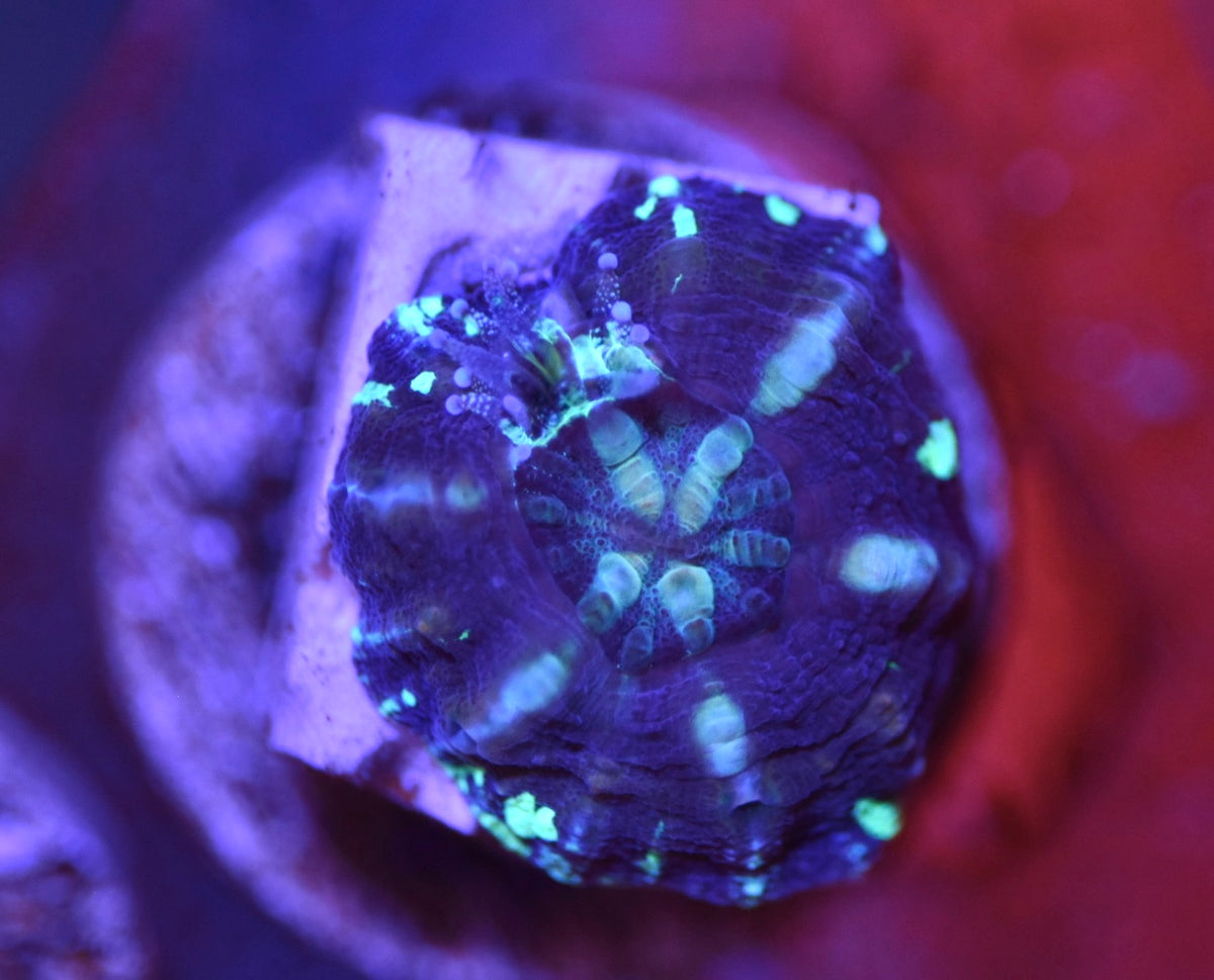 WYSIWYG 100% TANK SPAWNED Scolymia 0.5"