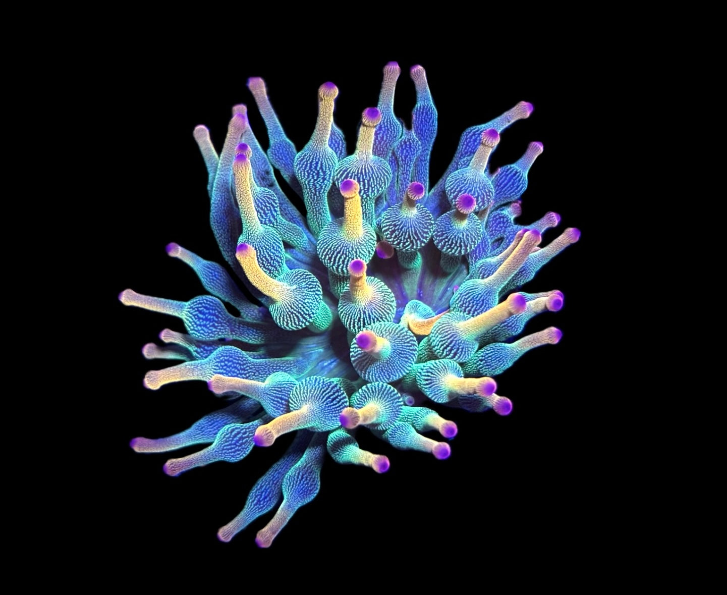WYSIWYG Holy Grail Bubble Tip Anemone 2.5" (WOW!)
